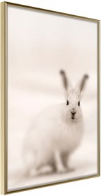 Αφίσα - Curious Rabbit - 20x30 - Χρυσό - Χωρίς πασπαρτού