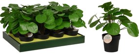 Φυτό Τεχνητό ArteLibre Pilea 25cm Μαύρο Σε Μαύρο Γλαστράκι 98x85mm-06350642
