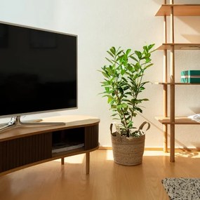 Έπιπλο Τηλεόρασης Audacious από Οξιά σε Καφέ