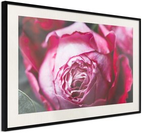 Αφίσα - Blooming Rose - 45x30 - Μαύρο - Με πασπαρτού