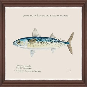 Κάδρο Mediterranean Fish - Blue Mackerel By F Clark Fa13375 50X35Cm Light Blue Mindthegap Horizontal Ξύλο