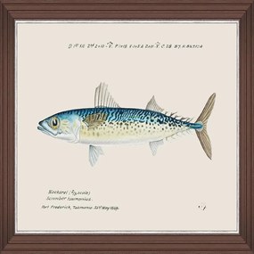 Κάδρο Mediterranean Fish - Blue Mackerel By F Clark Fa13375 50X35Cm Light Blue Mindthegap Οριζόντιοι Wood
