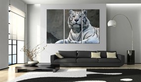 Πίνακας - White tiger 60x40