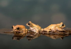 Φωτογραφία Marbled Reed Frog off to swim, Lillian King