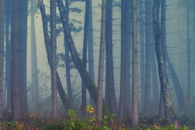 Εικόνα μυστηριώδες δάσος - 60x40