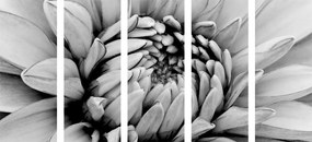 Εικόνα 5 τμημάτων ντάλια με λεπτομέρεια σε ασπρόμαυρο - 100x50