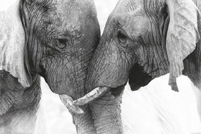 XXL Αφίσα Elephant - Touch, (120 x 80 cm)