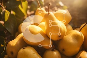 Σετ των 2 Intra Συλλεκτικό Ξύλινο Παζλ Plywood 4mm - Στοίβα από ώριμα κίτρινα αχλάδια Σε Ξύλινο Κουτί - Διαστάσεις: 10x10 cm – 25 κομμάτια