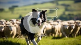 Intra Συλλεκτικό Ξύλινο Παζλ Plywood  4mm - Σκύλος Border Collie που τρέχει μέσα από το κοπάδι των προβάτων Σε Ξύλινο Κουτί - Διαστάσεις: 10x10 cm – 25 κομμάτια