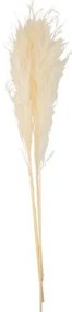 Beauty Home PAMPAS ΕΚΡΟΥ 80 CM   3 ΤΜΧ