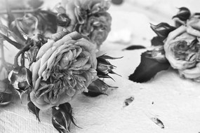 Εικόνα ενός ανθισμένου τριαντάφυλλου σε μαύρο & άσπρο - 90x60