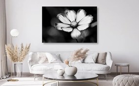 Εικόνα πατάτες με λουλούδια κήπου σε μαύρο & άσπρο