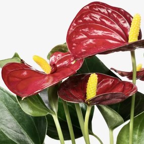 ANTHURIUM φυτό σε γλάστρα, Ανθούριο 204.449.06