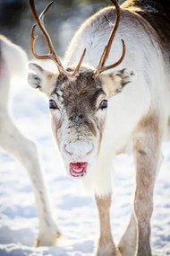 Φωτογραφία Close up of reindeer in the snow, Swedish Lapland, Roberto Moiola / Sysaworld