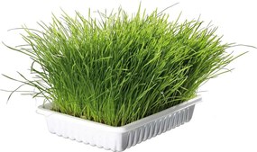 Λουρί Σκύλου Trixie Junior Ανοιχτό Γκρι