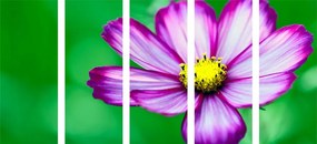 5 τμημάτων εικόνα λουλούδι κήπου - 100x50