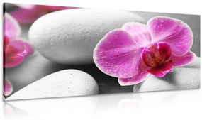 Εικόνα λουλούδια ορχιδέας σε λευκές πέτρες - 120x60