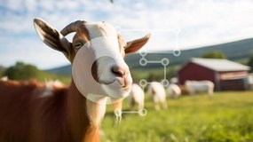 Σετ των 2 Intra Συλλεκτικό Ξύλινο Παζλ Plywood 4mm - Περίεργη κατσίκα στο γρασίδι με άλλες κατσίκες Σε Ξύλινο Κουτί - Διαστάσεις: 10x10 cm – 25 κομμάτια