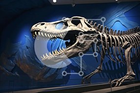 Intra Συλλεκτικό Ξύλινο Παζλ Plywood 4mm - Έκθεση Σκελετού Τυραννόσαυρου Σε Ξύλινο Κουτί - Διαστάσεις Puzzle: 10x10 cm – 25 κομμάτια