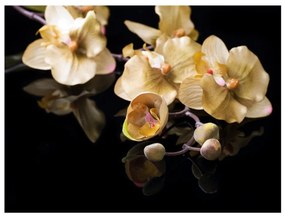 Φωτοταπετσαρία - Orchids in ecru color 250x193