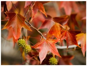 Φωτοταπετσαρία - Chestnut 300x231