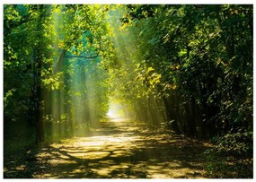 Φωτοταπετσαρία - Road in Sunlight 400x280