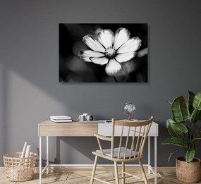Εικόνα πατάτες με λουλούδια κήπου σε μαύρο & άσπρο - 90x60