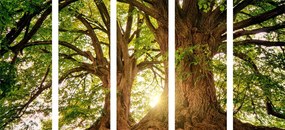 5 μέρη εικόνα μεγαλοπρεπή δέντρα