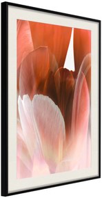 Αφίσα - Tulip Petals - 20x30 - Μαύρο - Με πασπαρτού