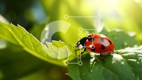 Intra Συλλεκτικό Ξύλινο Παζλ Plywood  4mm - Πασχαλίτσα στα πράσινα φύλλα στο φως του ήλιου Σε Ξύλινο Κουτί - Διαστάσεις: 10x10 cm – 25 κομμάτια