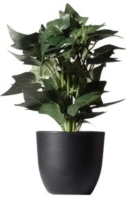 Τεχνητό Φυτό Κισσός Silver 30 εκ. 7060-6 Supergreens-7060-6-Πράσινο 7060-6