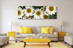 Εικόνα από λουλούδια χαμομηλιού - 150x50