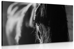 Εικόνα ενός μεγαλοπρεπούς αλόγου σε ασπρόμαυρο - 60x40
