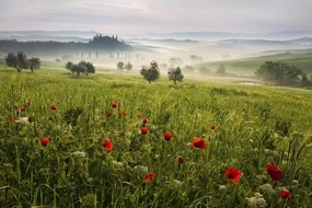 Φωτογραφία Tuscan spring, Daniel, (40 x 26.7 cm)