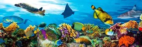 Αυτοκόλλητη φωτοταπετσαρία για θαλάσσια πλάσματα κουζίνας - 180x60