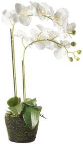 Τεχνητό Φυτό Ορχιδέα Phalaenopsis 5301-6 67cm White Supergreens Ύφασμα,Πλαστικό