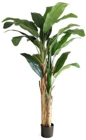 New plan BANANA TREE  NP710_205 ΥΨΟΣ 205cm Τεμαχιο