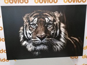 Εικόνα τίγρη - 120x80