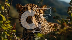 Intra Συλλεκτικό Ξύλινο Παζλ Plywood  4mm - Majestic Jaguar σε φυσικό βιότοπο Σε Ξύλινο Κουτί - Διαστάσεις: 10x10 cm – 25 κομμάτια