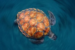 Φωτογραφία Spin Turtle, Sergi Garcia