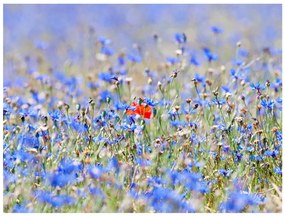 Φωτοταπετσαρία - A sky-colored meadow - cornflowers 400x309