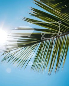 Intra Συλλεκτικό Ξύλινο Παζλ Plywood  4mm - Φύλλο φοίνικα με λαμπερό ήλιο και μπλε ουρανό Σε Ξύλινο Κουτί - Διαστάσεις: 10x10 cm – 25 κομμάτια