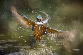 Φωτογραφία Kingfisher, Alberto Ghizzi Panizza