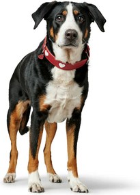 Κολλάρο Σκύλου Hunter Love M/L 47-54 cm Κόκκινο