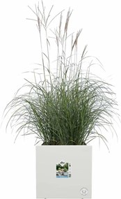 Βάζο Λουλουδιών Elho Λευκό Ø 39 cm Πλαστική ύλη Τετράγωνο Σύγχρονη