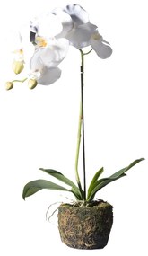 Supergreens Τεχνητό Φυτό Ορχιδέα Phalaenopsis Real Touch Λευκή με Βάση Moss 60 εκ. - 9070-6