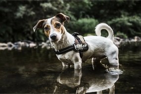 Λουρί Σκύλου Julius K9 Power XL 3