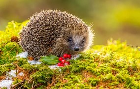 Φωτογραφία Hedgehog in Winter.   Wild,, Callingcurlew23