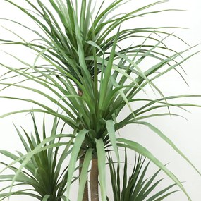 DRACAENA  NP_28_155  ΥΨΟΣ 155cm NewPlan