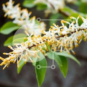 Intra Συλλεκτικό Ξύλινο Παζλ Plywood  4mm - Ανθισμένα λουλούδια στο κλαδί Σε Ξύλινο Κουτί - Διαστάσεις: 10x10 cm – 25 κομμάτια